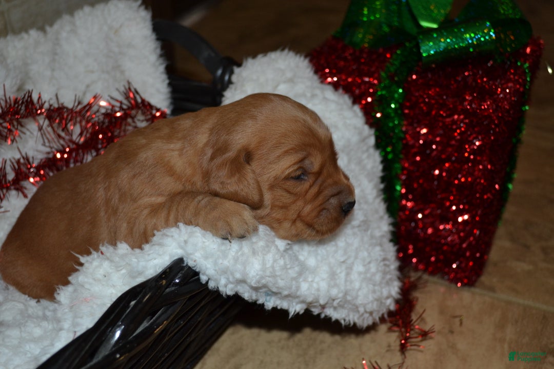 Golden Retriever dogs for sale: Princess - Ad 2