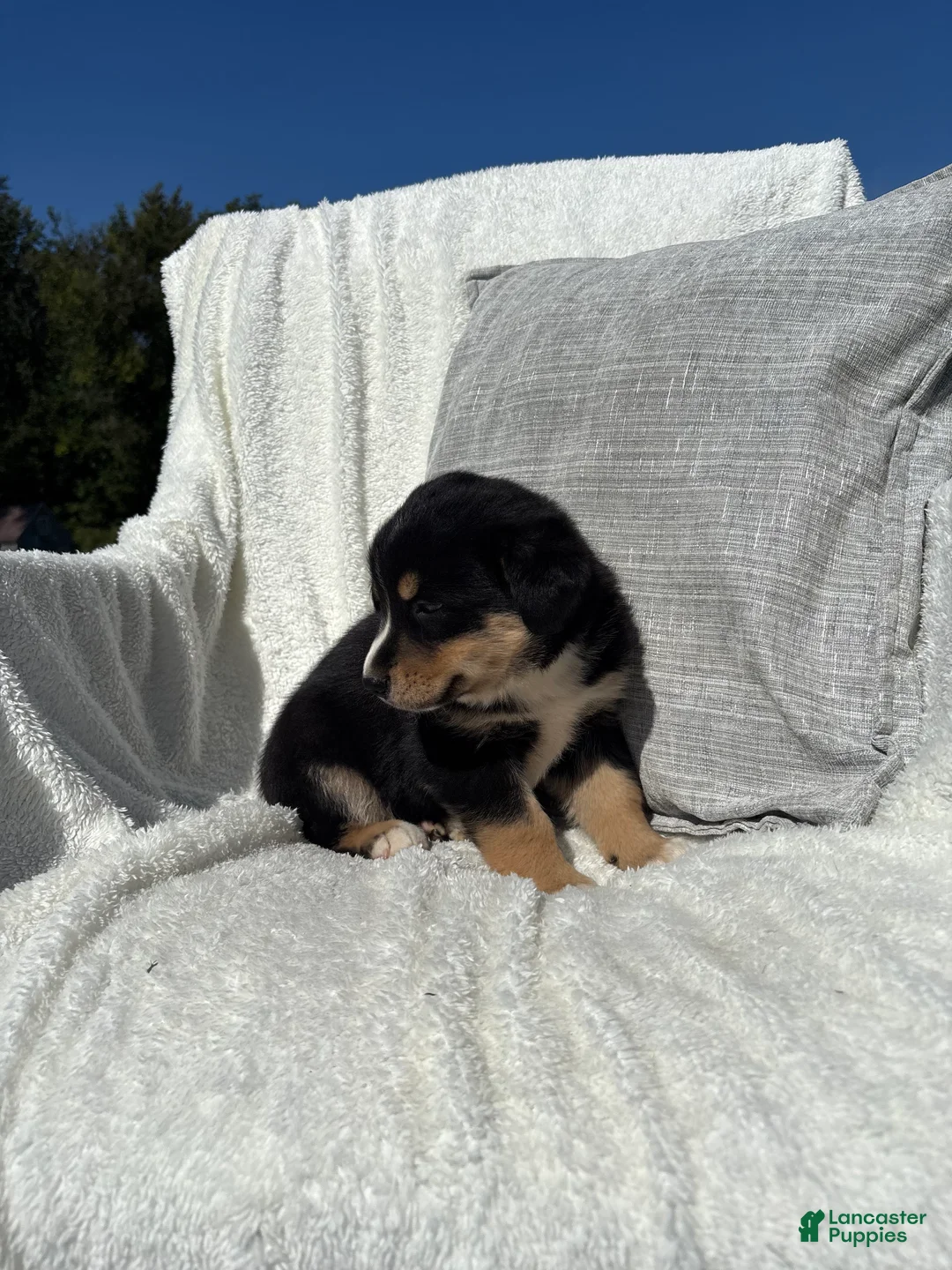 Mixed Breed dogs for sale: Mixed Breed 4 - Ad 6