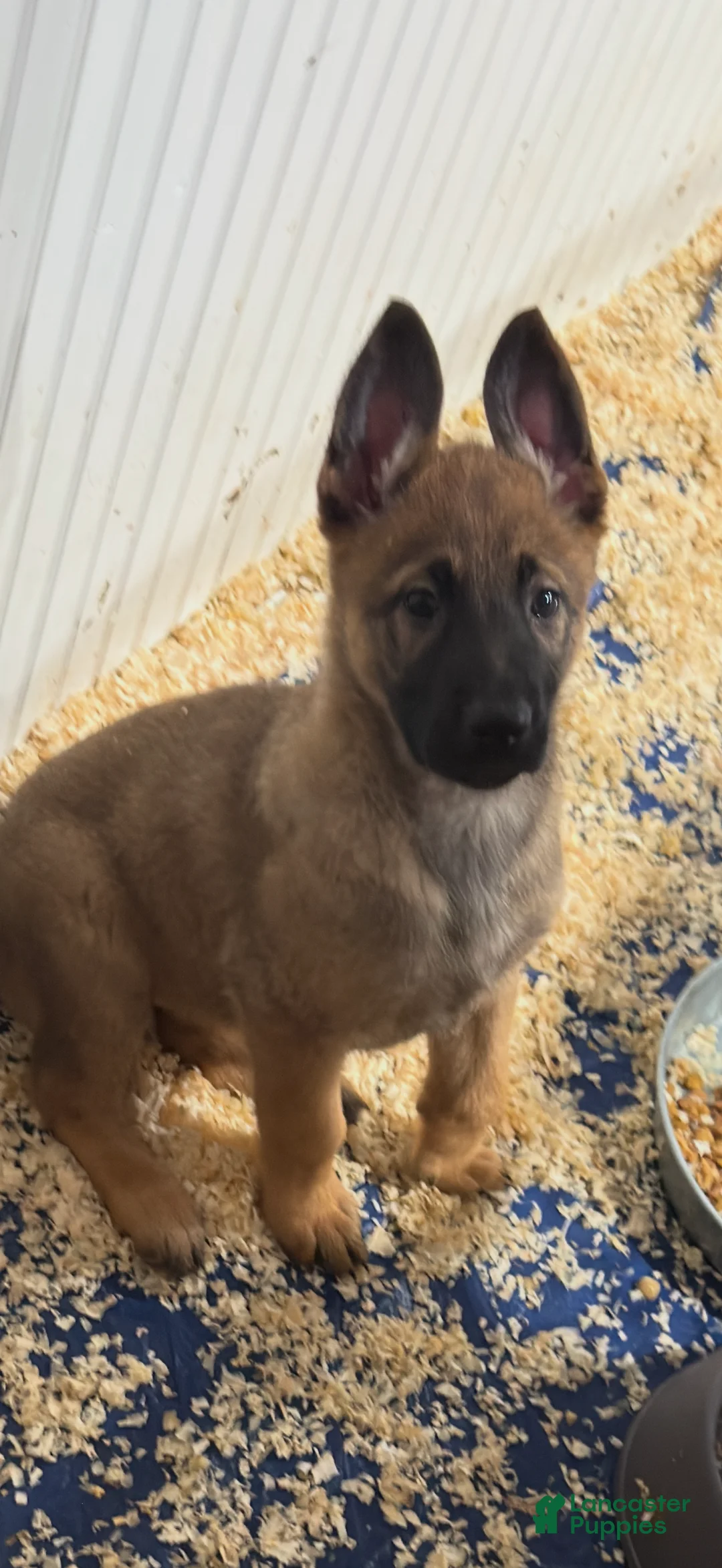 Mixed Breed dogs for sale: Mixed Breed Puppy 1 - Ad 1