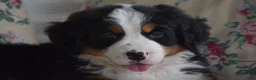 Bernese Mountain Dog dogs for sale: Bernard  - Ad 5