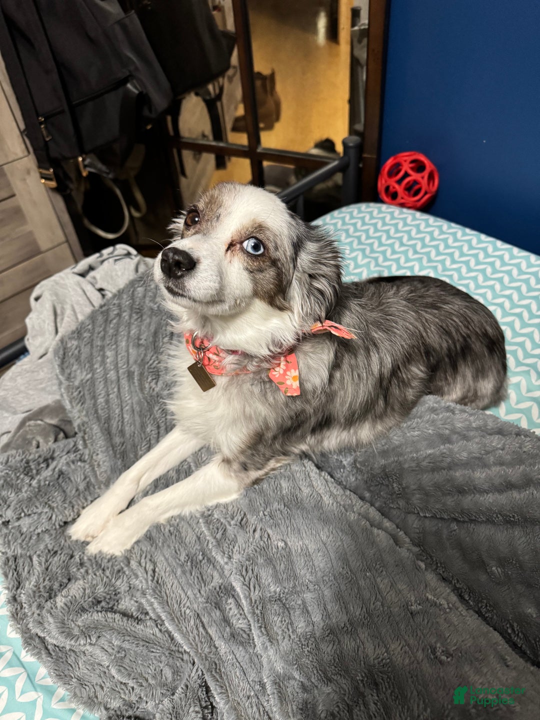 Mixed Breed dogs for sale: Slate - Ad 11