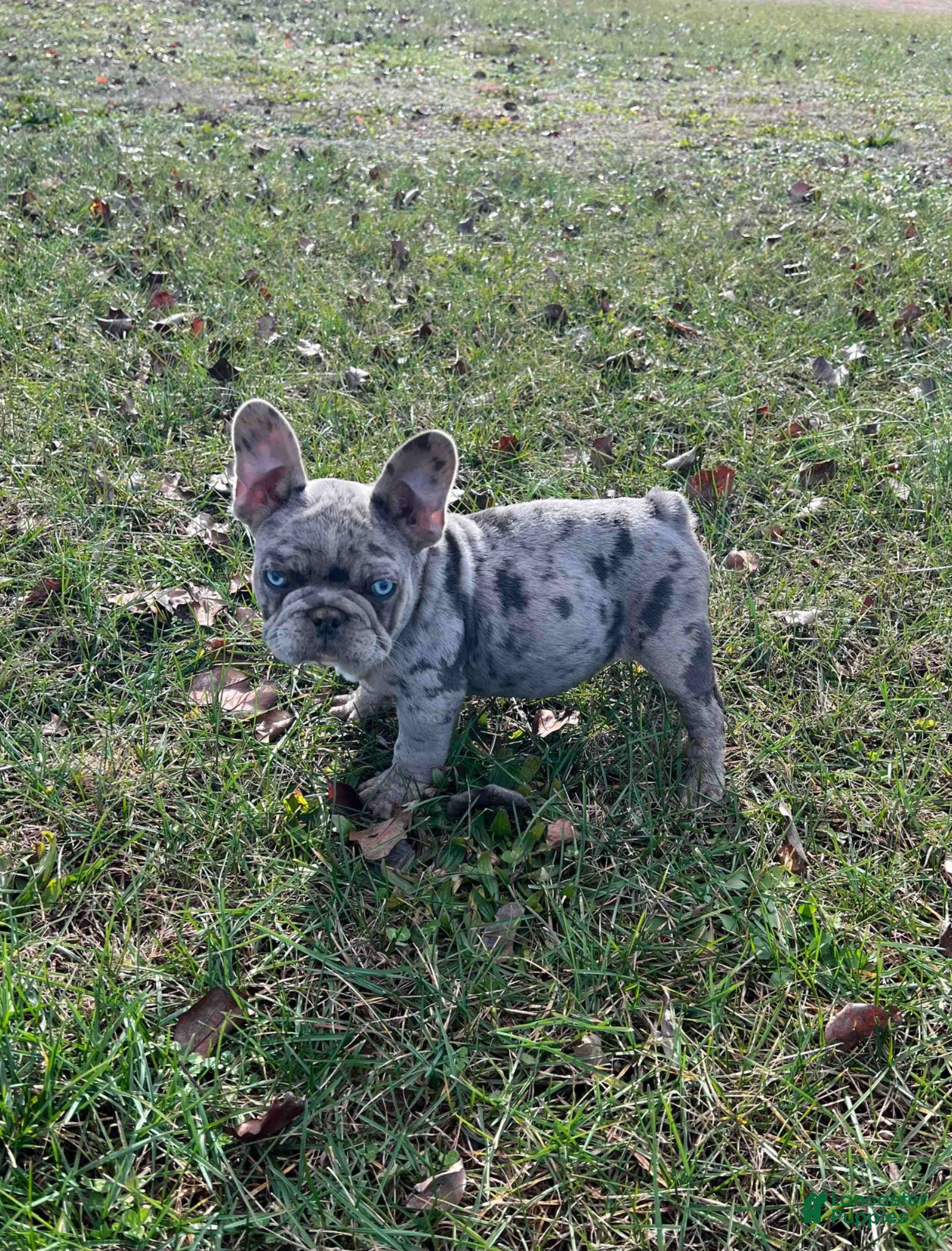 French Bulldog dogs for sale: Duke - Ad 1