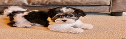 Shihpoo dogs for sale: Mia - Ad 7