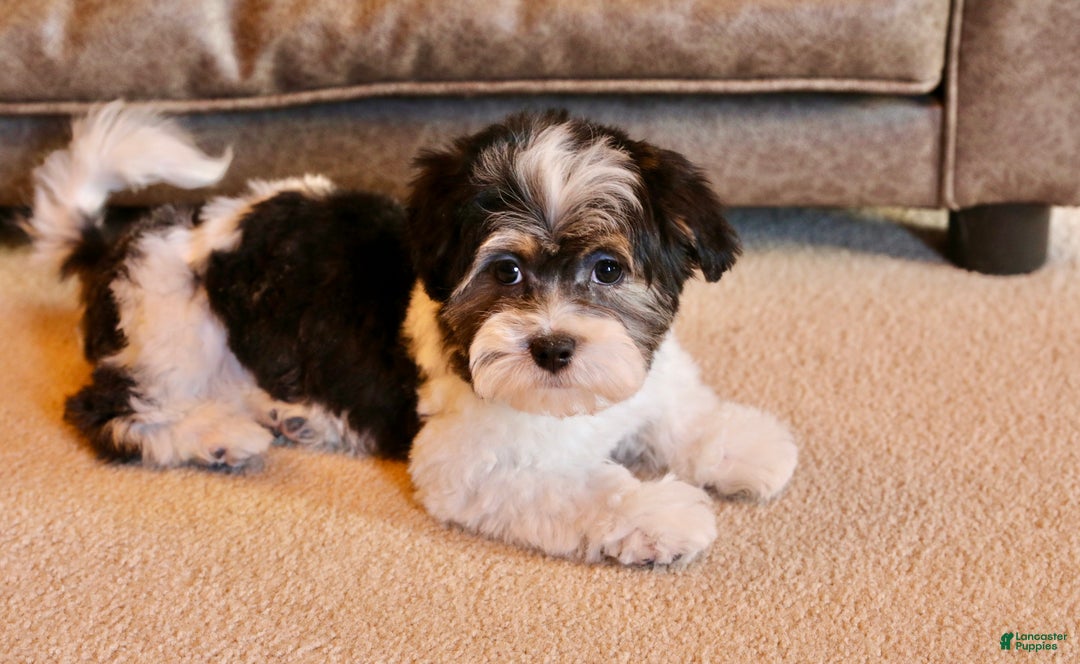 Shihpoo dogs for sale: Mia - Ad 7