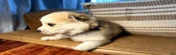 Mixed Breed dogs for sale: Chunk - Boy - Ad 4