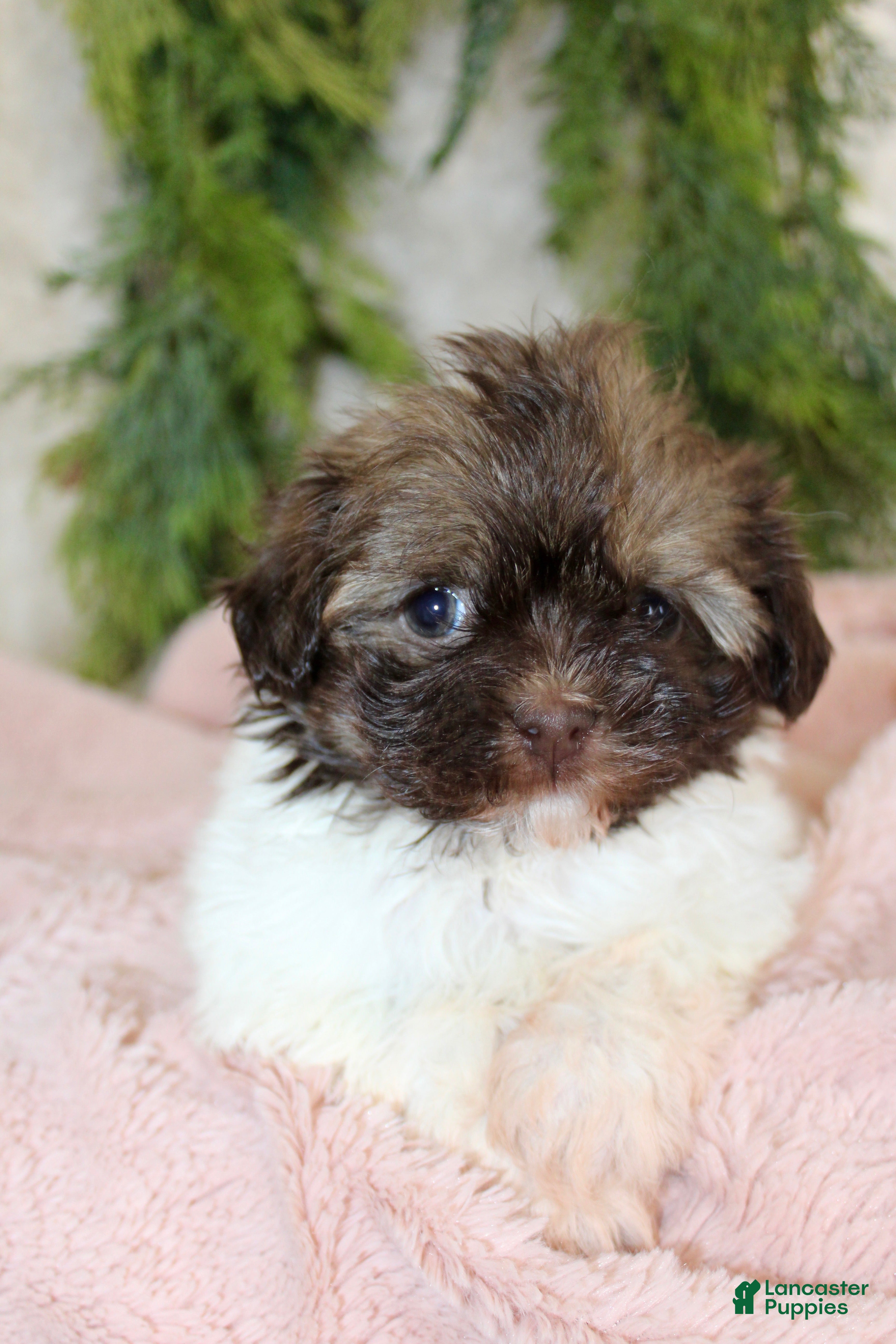 Havapoo dogs Havapoo Puppy 2 - Ad 3