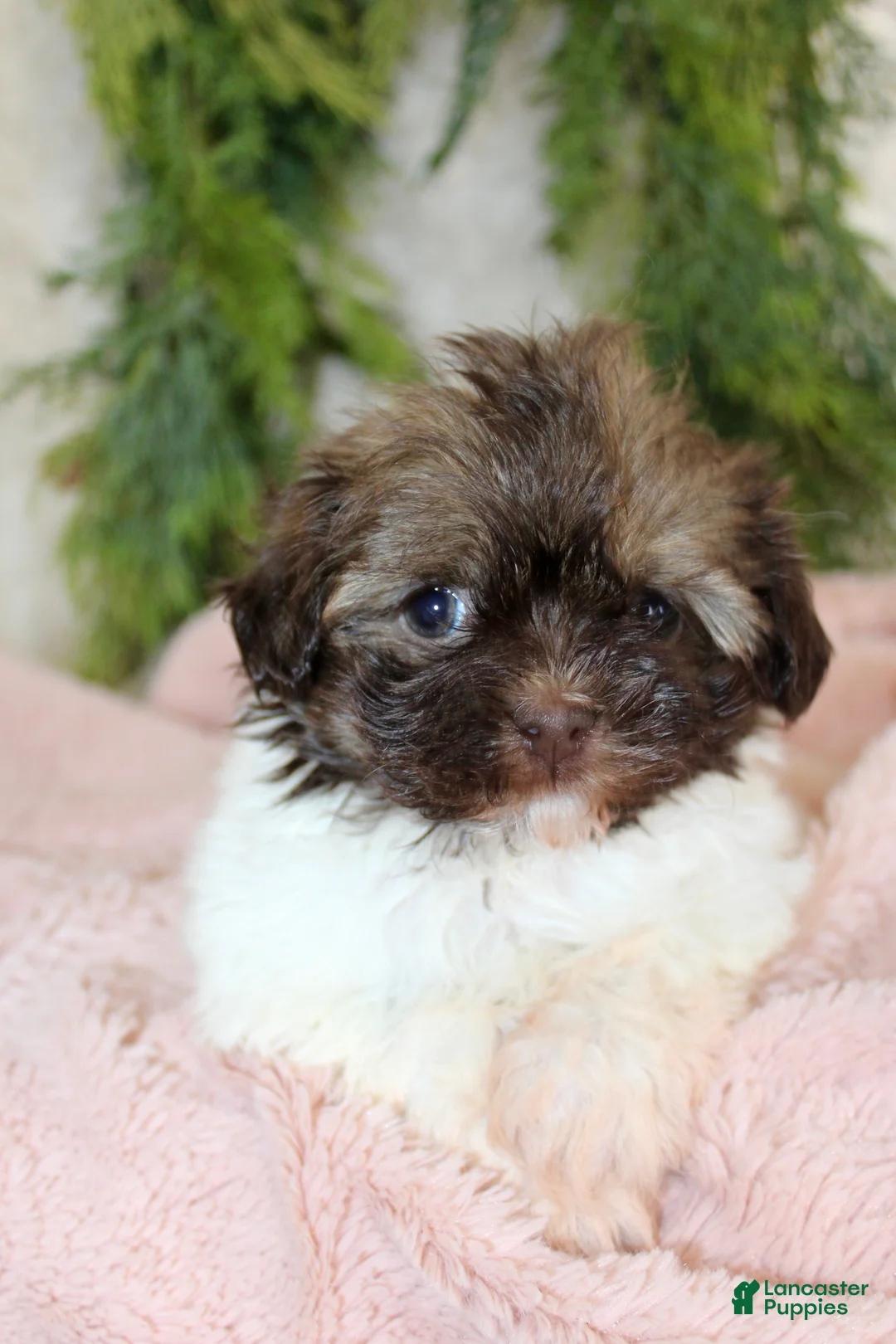 Havapoo dogs for sale: Havapoo Puppy 2 - Ad 1