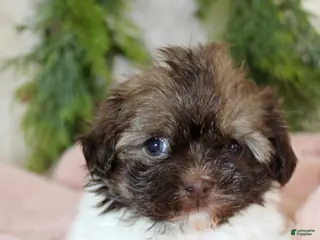 Havapoo dogs Havapoo Puppy 2 - Ad 3