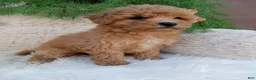 Bichpoo dogs for sale: Ivy - Ad 4
