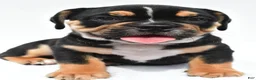 Beabull dogs for sale: Jenny - Ad 3