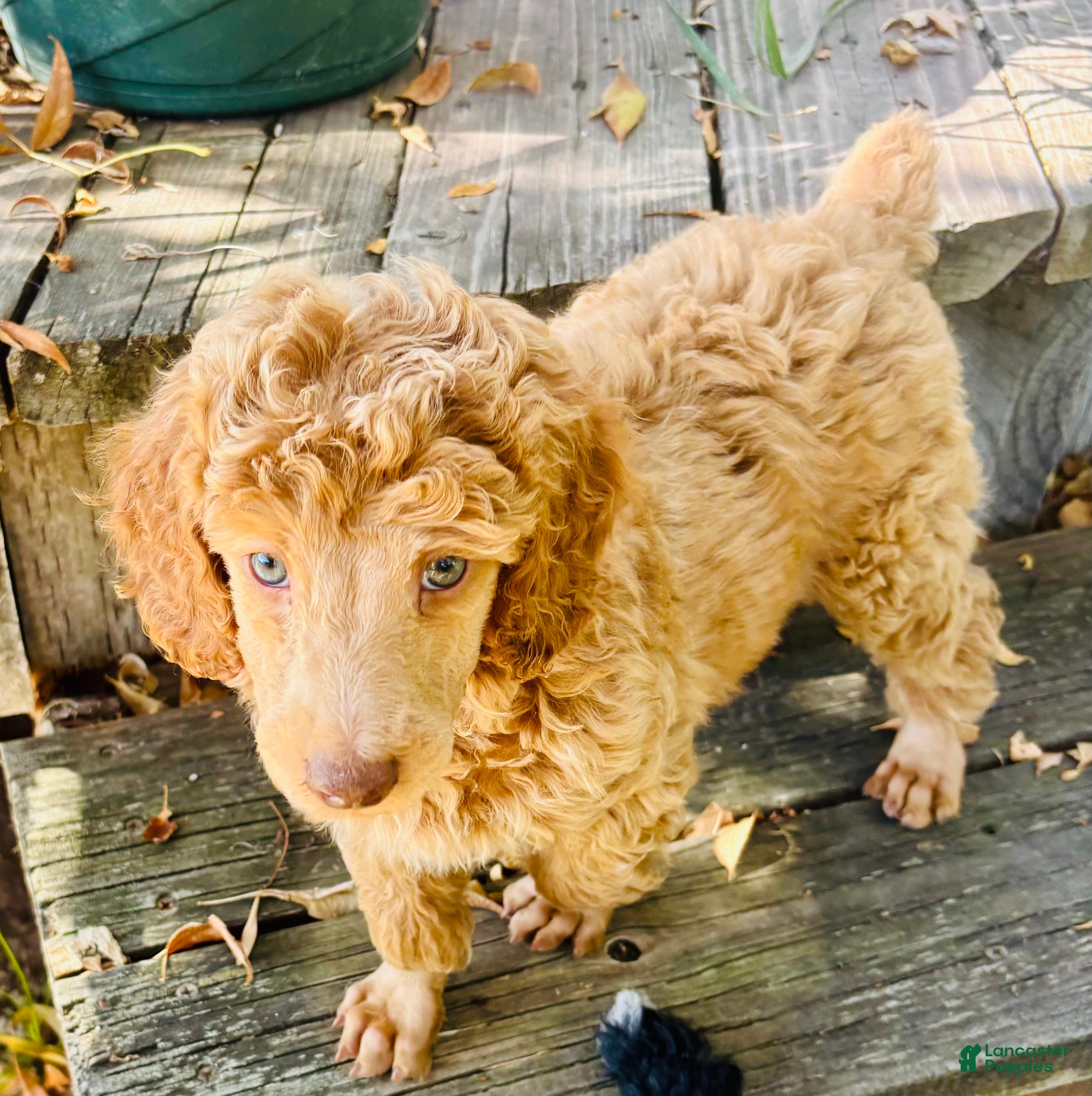 Standard Poodle dogs Standard Poodle 2 Apricot - Ad 1