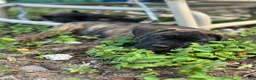 Cane Corso dogs for sale:  Bonnie black brindle - Ad 9