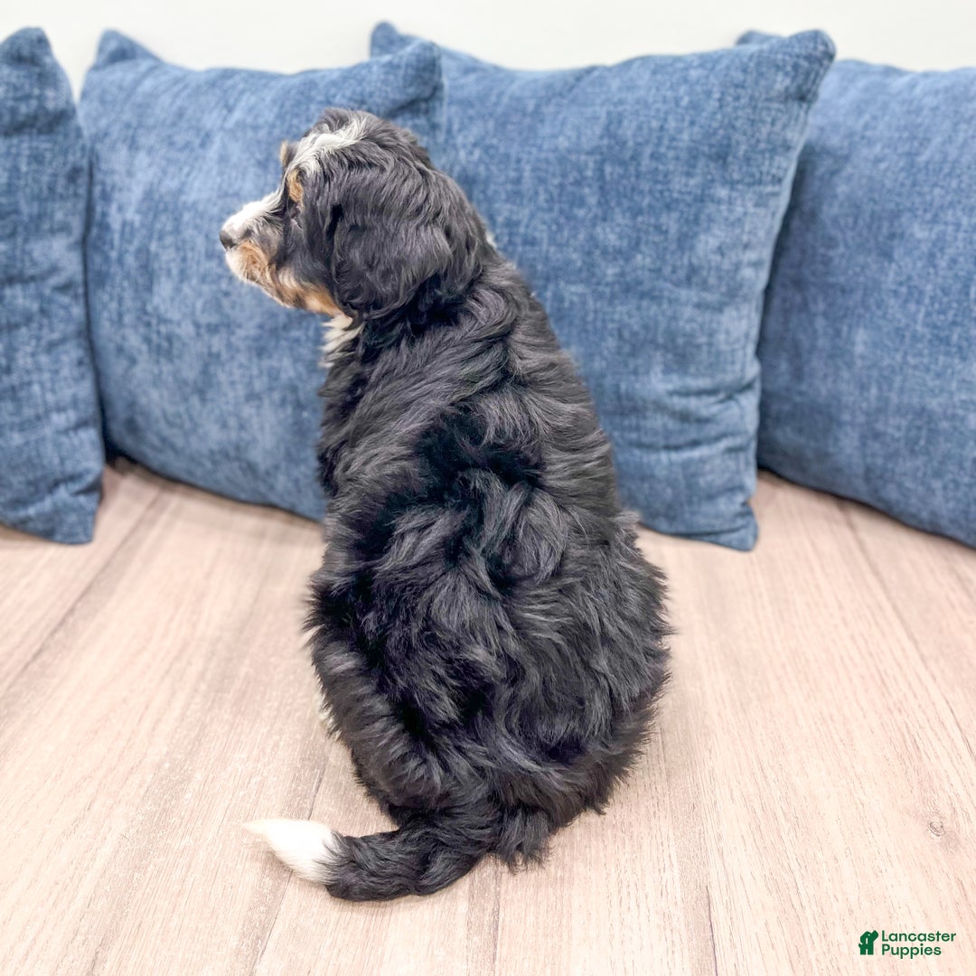 Mini Bernedoodle dogs for sale: Isabella - Ad 6
