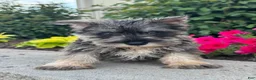 Miniature Schnauzer dogs for sale: Mc.Donald 🦔 - Ad 5