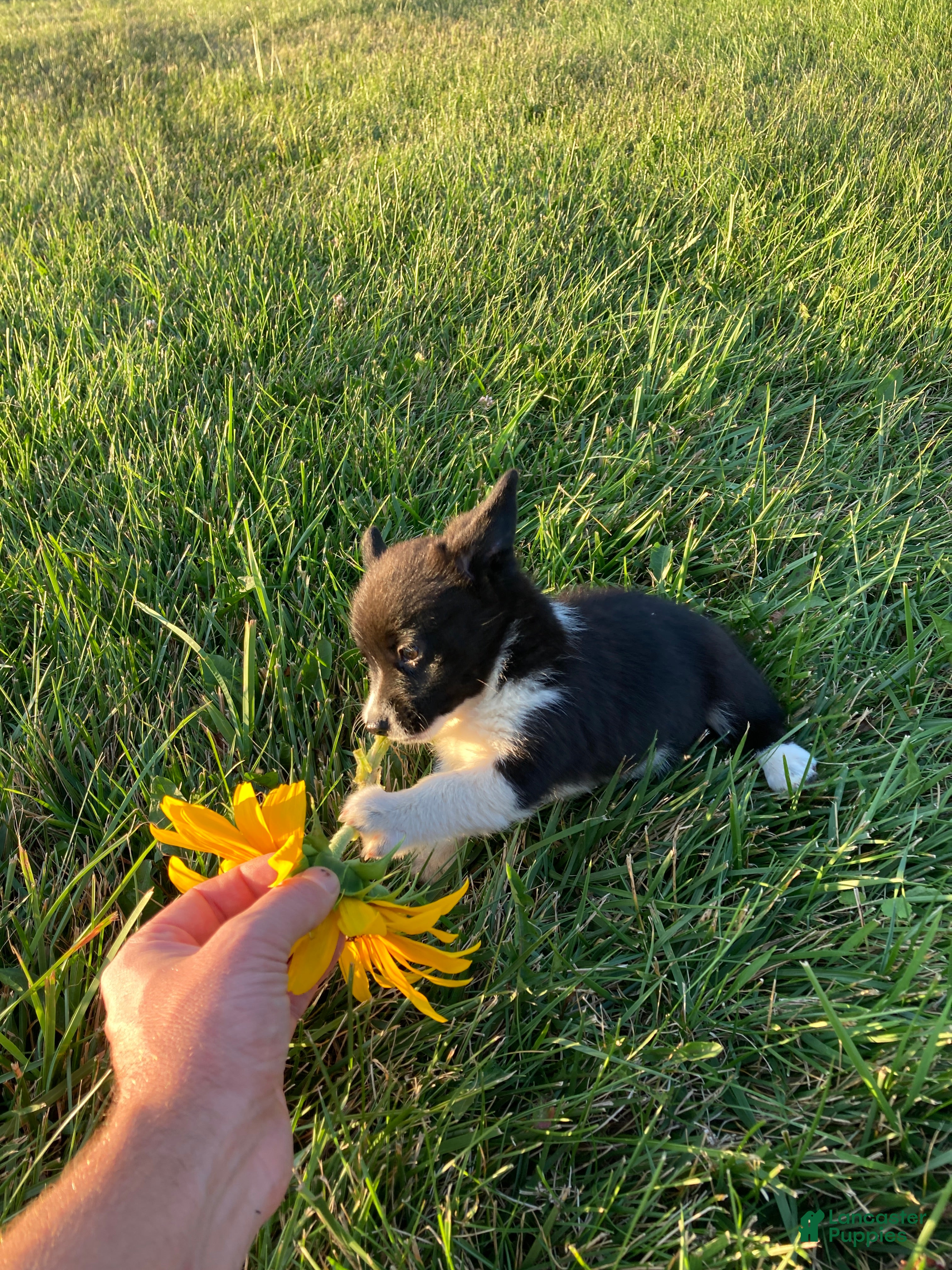 Corgipoo dogs Tami  - Ad 1