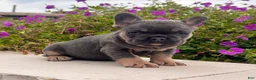 French Bulldog dogs for sale: Heidi - Ad 3