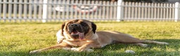 English Mastiff dogs for sale: Green Collar - Ad 2
