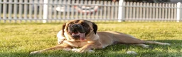 English Mastiff dogs for sale: Purple Collar  - Ad 3