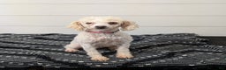Toy Poodle dogs for sale: Wendy  - Ad 7