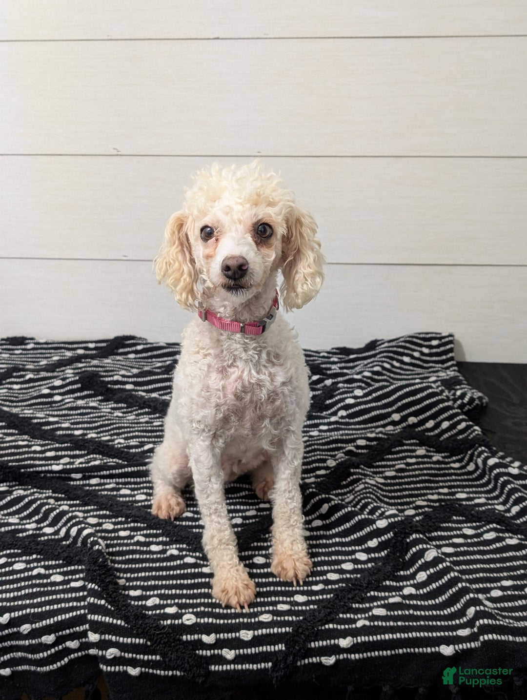 Toy Poodle dogs for sale: Wendy  - Ad 7