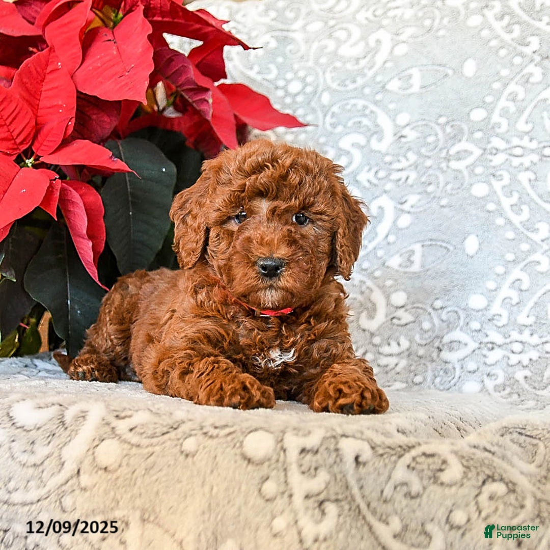 Mini Goldendoodle dogs for sale: Robin - Ad 2