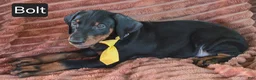 Doberman Pinscher dogs for sale: Bolt - Ad 5