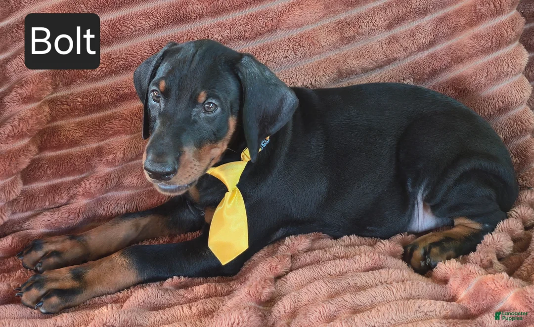Doberman Pinscher dogs for sale: Bolt - Ad 5