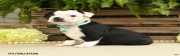 Boston Terrier dogs for sale: Tanner - Ad 4