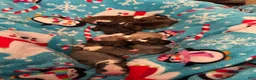 Boston Terrier dogs for sale: Sleepy-Brindle& white - Ad 7