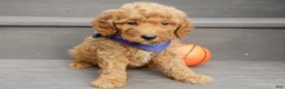 Mini Goldendoodle dogs for sale: Finn - Ad 2