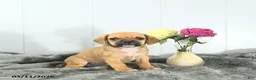 Puggle dogs for sale: Cash - Ad 1