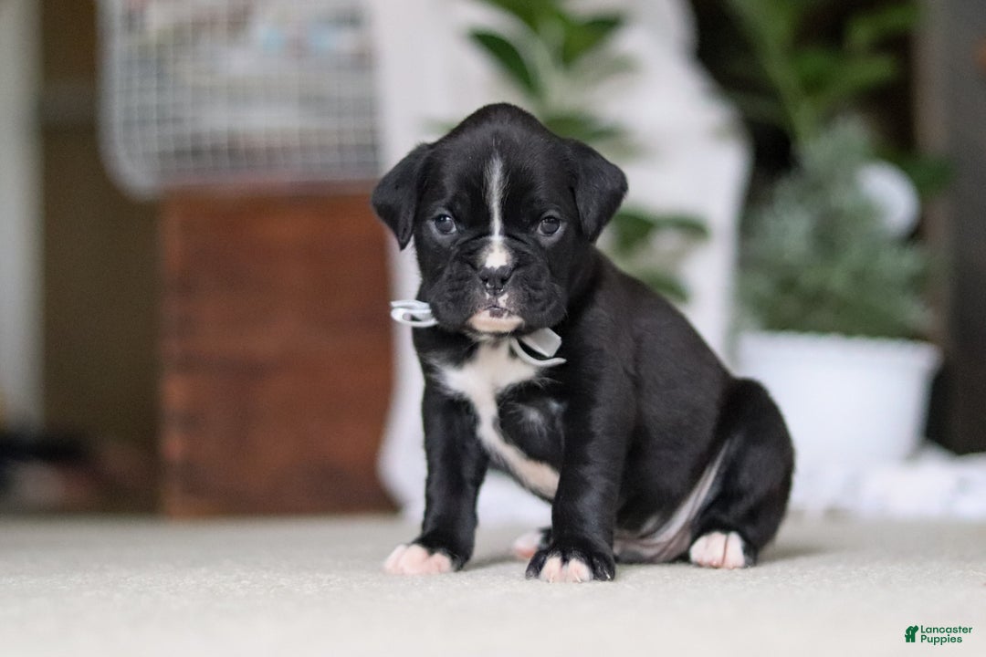 Boxer dogs for sale: Diesel - Ad 2