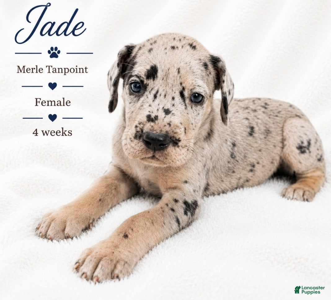 Great Dane dogs Jade - Ad 36