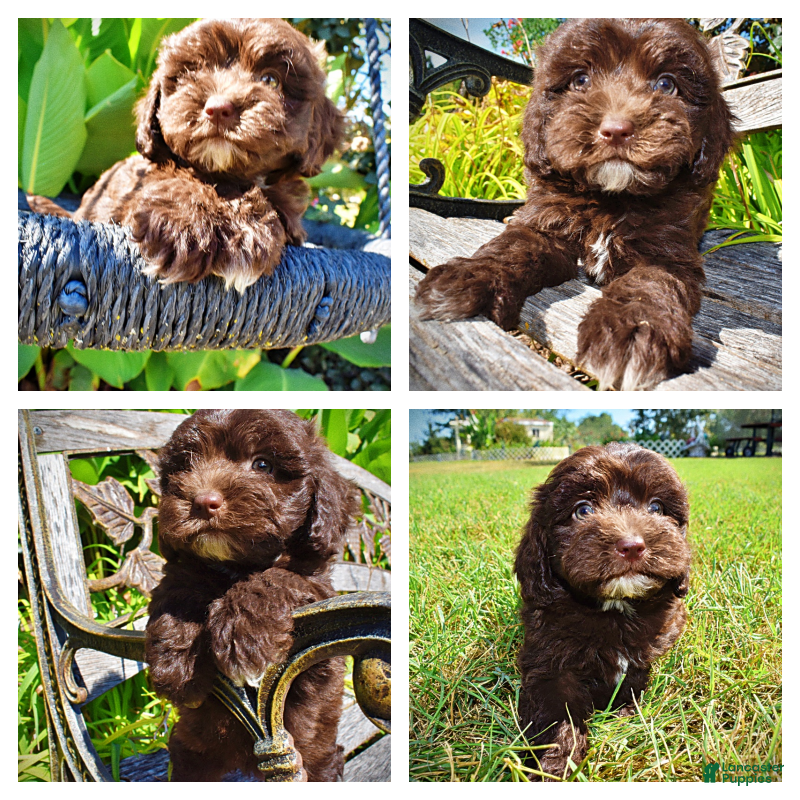 Havapoo dogs Jolene-LABOR DAY SALE-TAKE $100 OFF!!! - Ad 1
