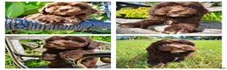 Havapoo dogs for sale: Jolene-LABOR DAY SALE-TAKE $100 OFF!!! - Ad 1