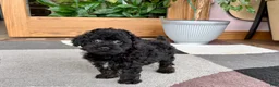 Mixed Breed dogs for sale: Maltipoo/Havanese boy 2  - Ad 7