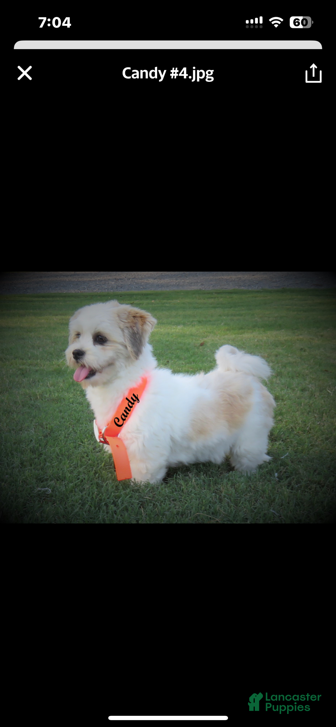 Lhasa Apso dogs for sale: Lhasa Apso Puppy 3 - Ad 4