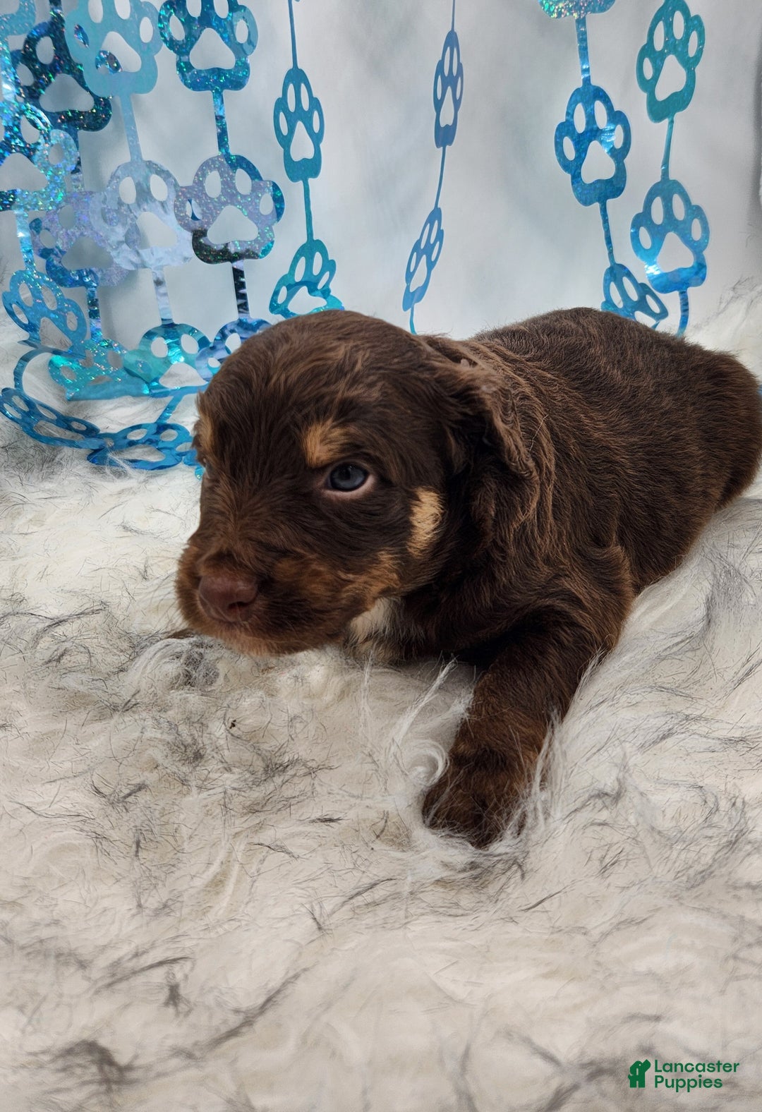 Mini Aussiedoodle dogs for sale: Mini Aussiedoodle Puppy 1 - Ad 4
