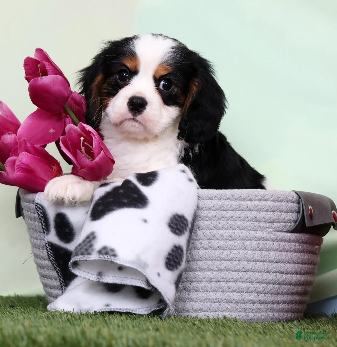 Cavalier King Charles Spaniel dogs for sale: Jasper - Ad 2