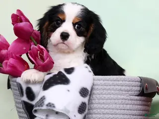 Cavalier King Charles Spaniel dogs for sale: Jasper - Ad 1