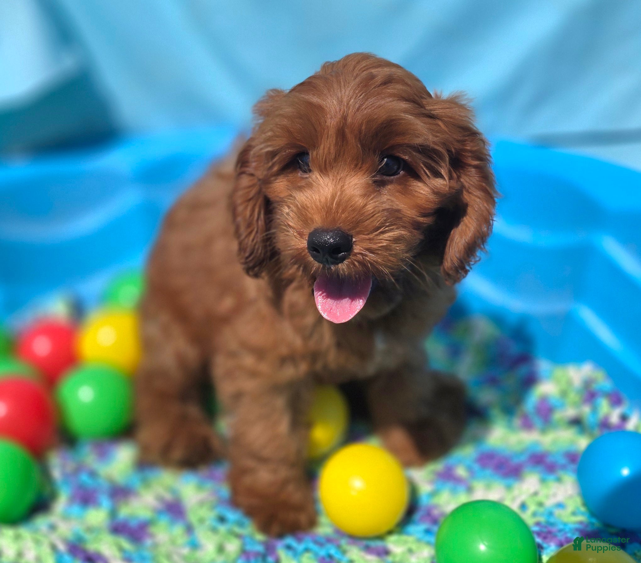 Cockapoo dogs Milan - Ad 14