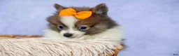 Pomeranian dogs for sale: Easton🐾 - Ad 19