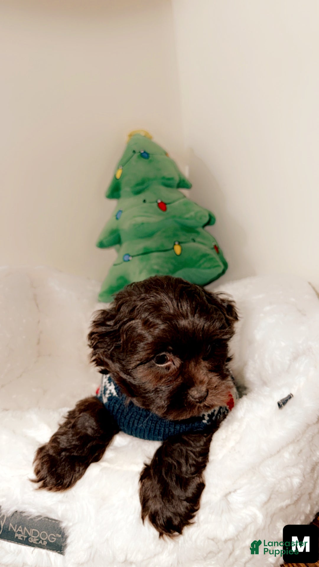 Shihpoo dogs for sale: Dash - Ad 3