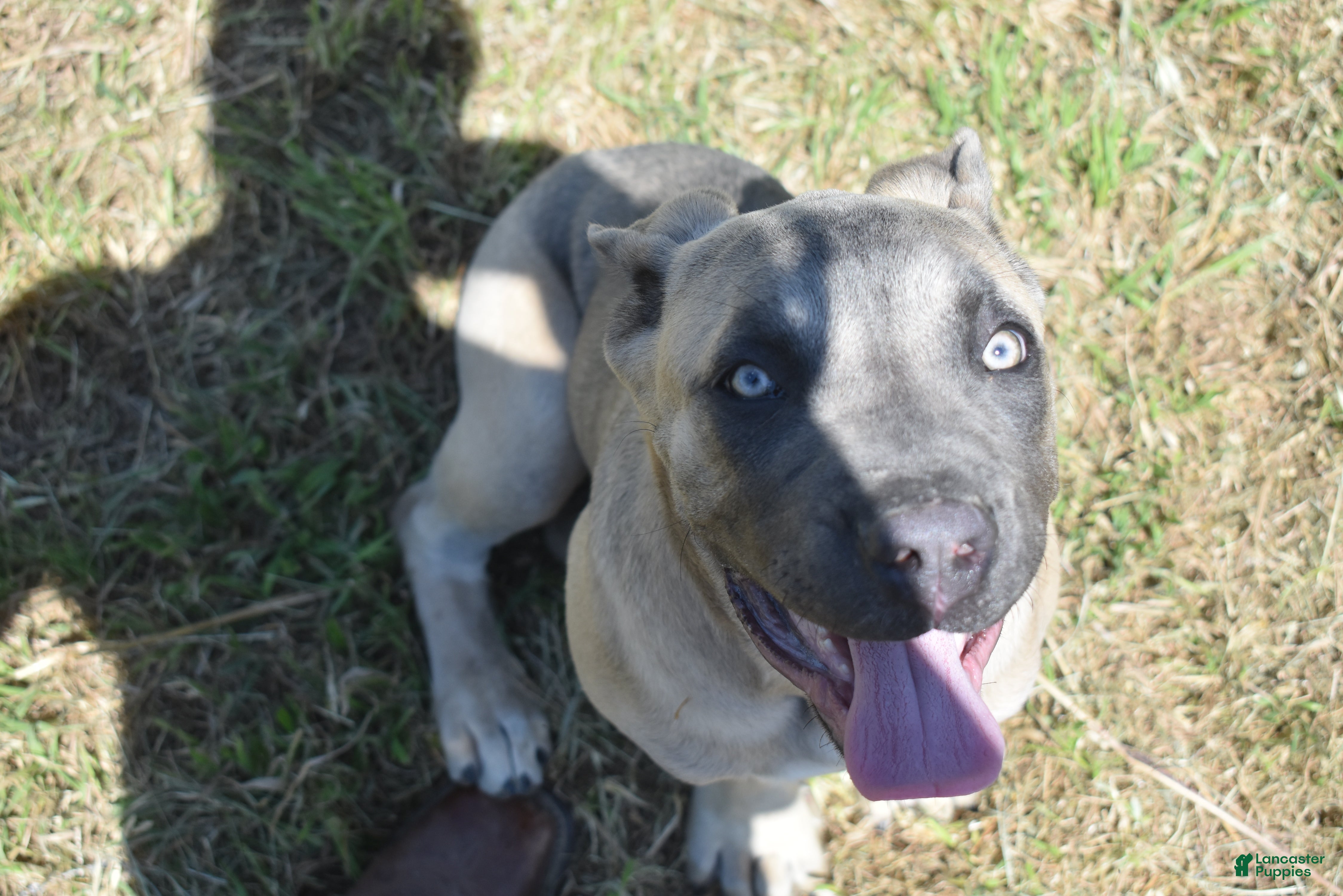 Cane Corso dogs Cherry - Ad 3