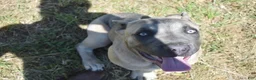 Cane Corso dogs for sale: Cherry - Ad 1