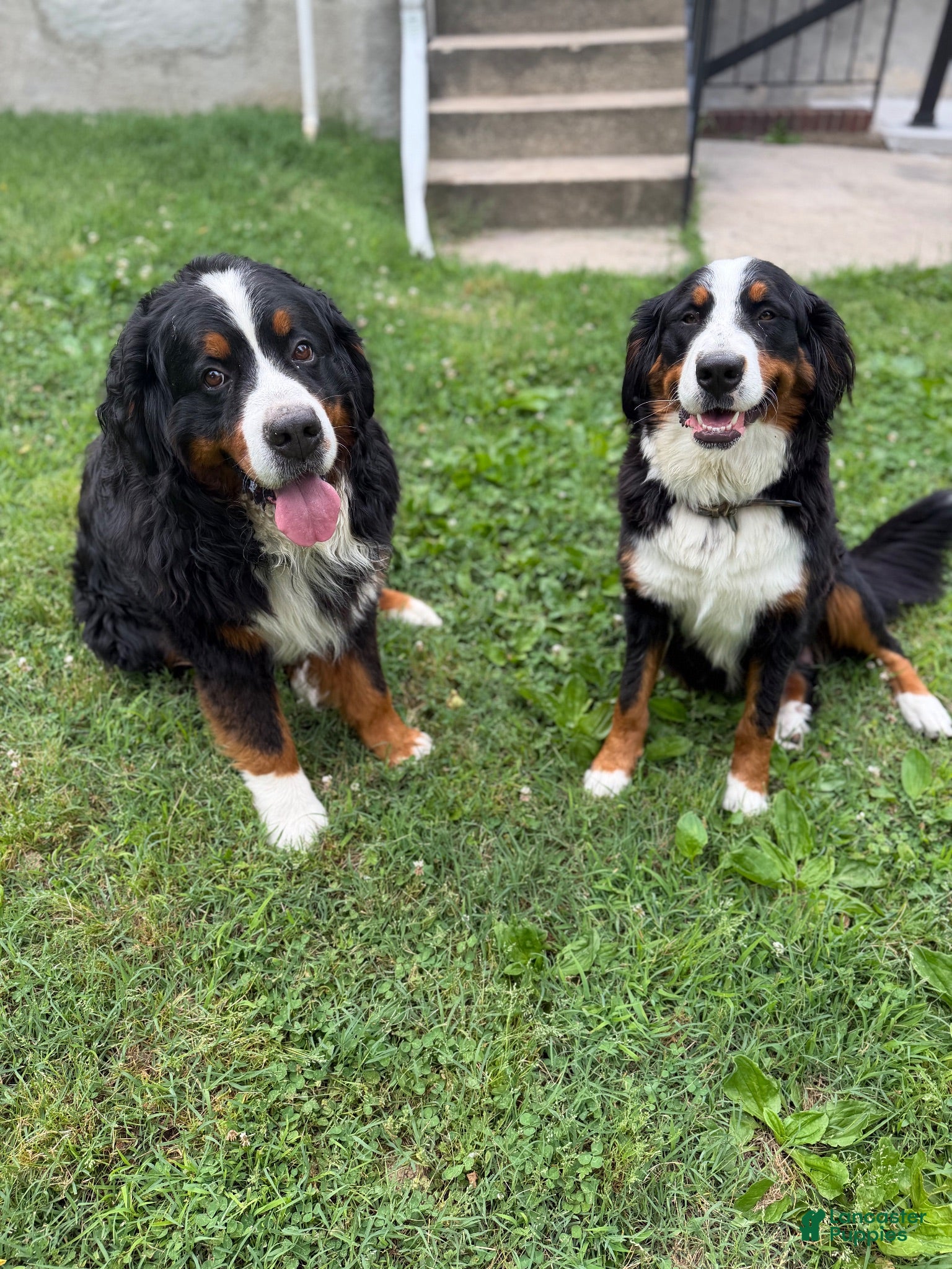 Bernese Mountain Dog dogs Bernese Mountain Dog 1 - Ad 2