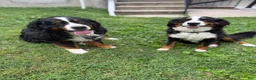 Bernese Mountain Dog dogs for sale: Bernese Mountain Dog 1 - Ad 3