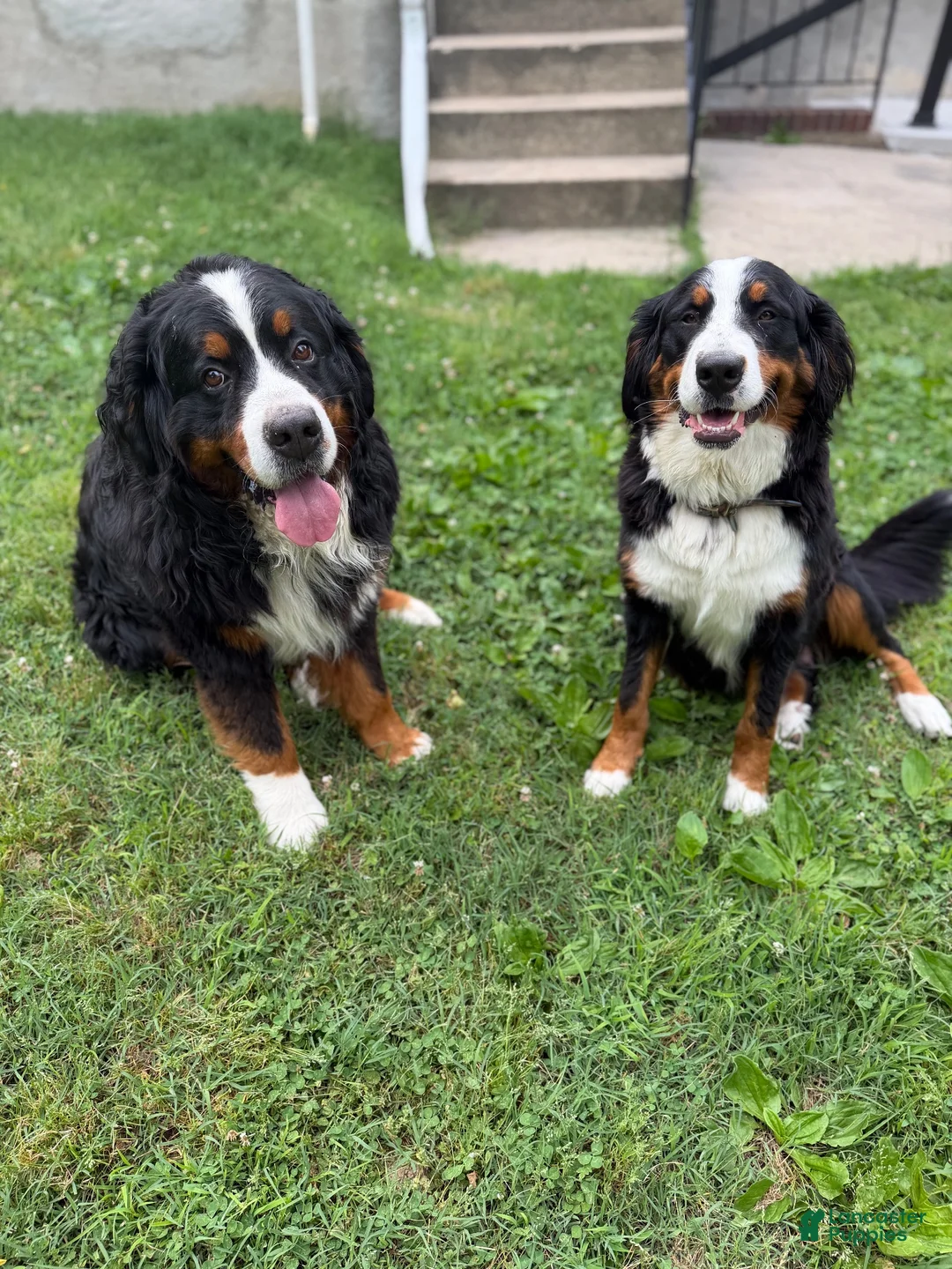 Bernese Mountain Dog dogs for sale: Bernese Mountain Dog 1 - Ad 3