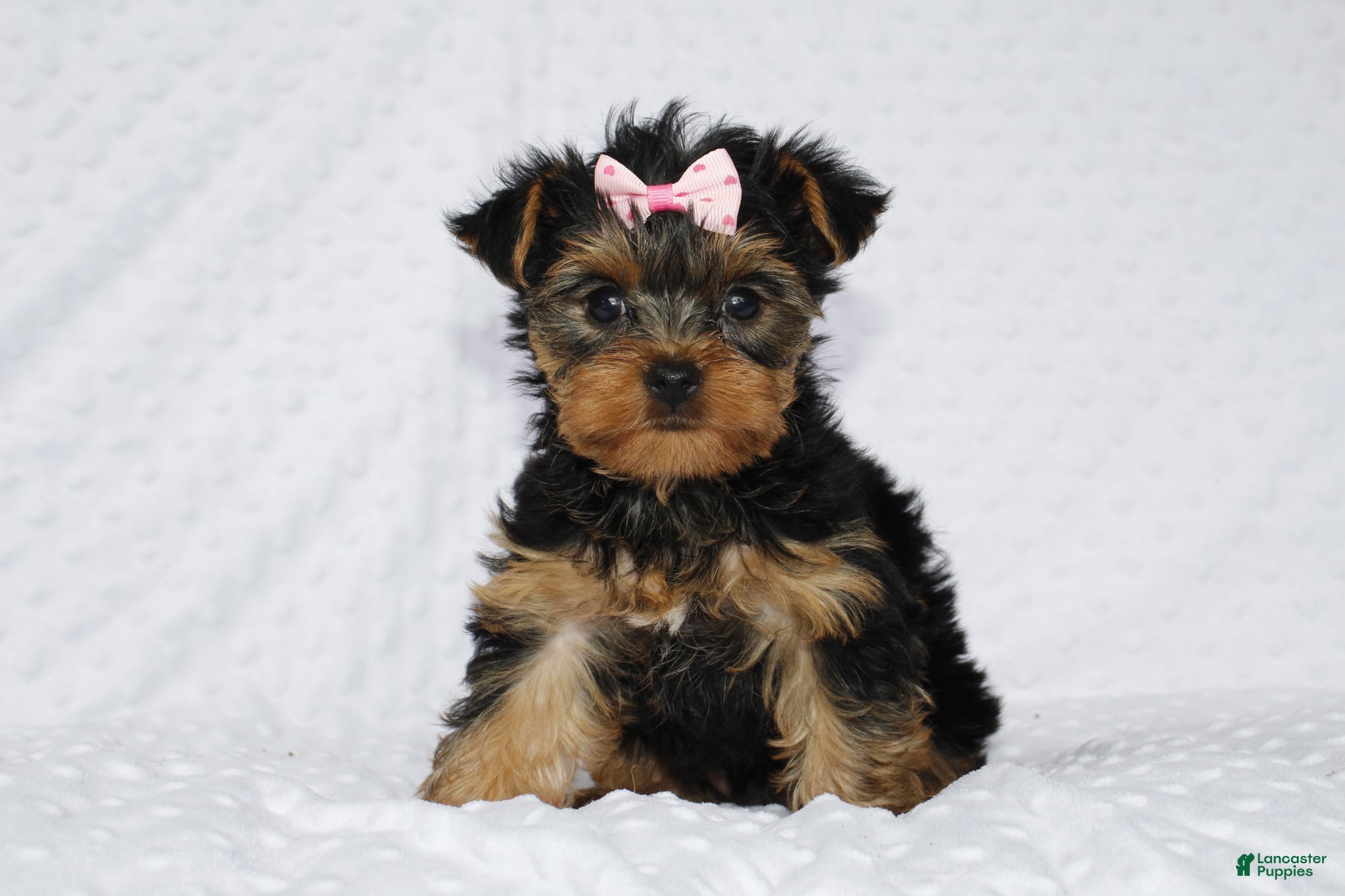 Yorkshire Terrier dogs for sale: Macy - Ad 2