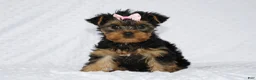 Yorkshire Terrier dogs for sale: Macy - Ad 1